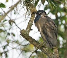 Boat-billed-Heron-(2)