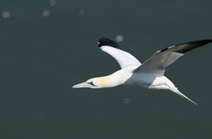 Gannet-(36)