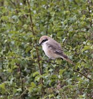 Red-tailed-Shrike-(7)