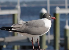 Laughing-gull-(5)
