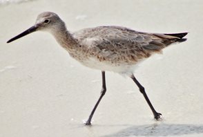 Willet