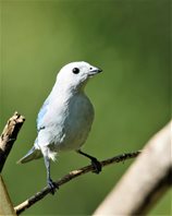 Blue-grey-Tanager