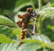 Broadbodied-chaser