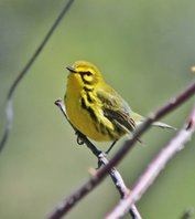 Prairie warbler