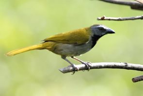 Buff-throated-Saltator