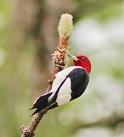 Redheaded-woodpecker-(7)