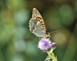 Silver-washed-Fritilliary-(3)