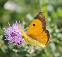 Clouded yellow