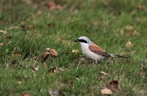 Red-backed Shrike