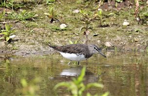 Sandpiper,-Green