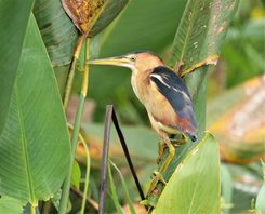 Least-Bittern-(1)