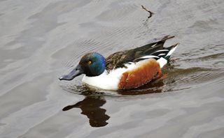 Shoveler