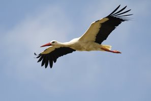 White-stork-Copy-(2)