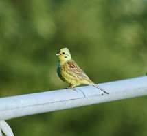 Yellowhammer