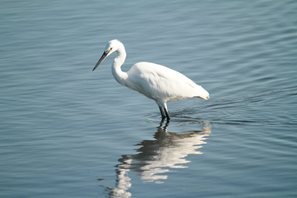 Little-Egret-(39)