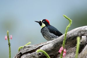 Acorn-Woodpecker