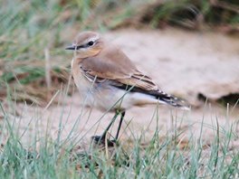 Wheatear