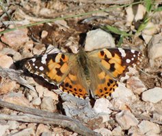 Painted-lady-(2)