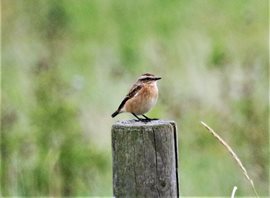 Whinchat