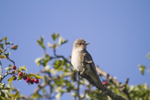 Spotted flycatcher