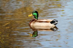 Mallard