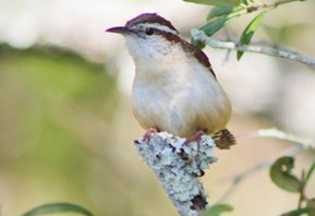 Carolina-wren-(6)