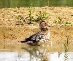 Garganey at attenboro'