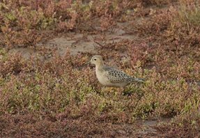 Buff-breasted Sandpiper,