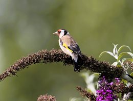 Goldfinch