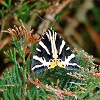 jersey-tiger-moth