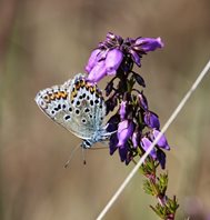 Silver-studded-Blue