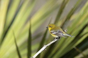 Warbler,-Pine