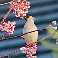 waxwing