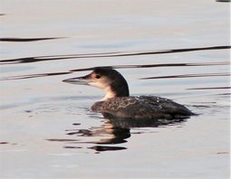 Grt.northern Diver