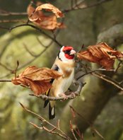 Goldfinch