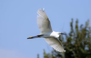 Little-Egret-(37)