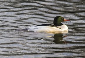 Goosander-(2)