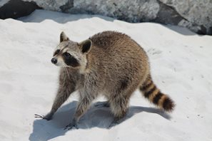 Racoon