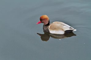 Red-crested-Pochard-(3)