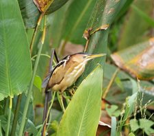 Least-Bittern-(5)