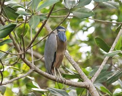 Boat-billed-Heron