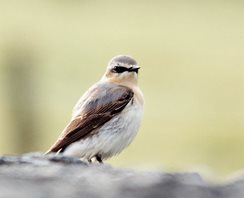 Wheatear