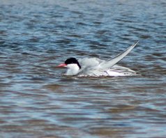 Arctic-Tern-(20)
