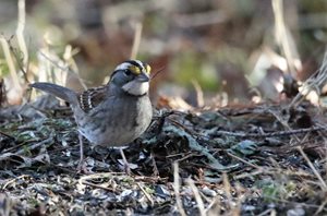 Sparrow,-White-throated-(1)