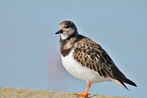 Turnstone