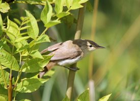 Reed Warbler