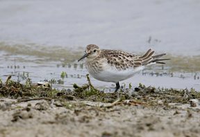 Baird-s-Sandpiper-(5)