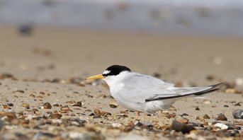 Little-Tern,-(9)