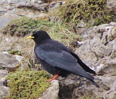 Alpine chough
