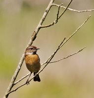 Stonechat